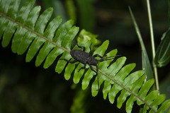 Aethalodes verrucosus formosanus