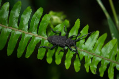 Aethalodes verrucosus formosanus