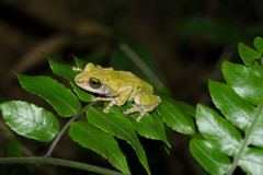 Kurixalus berylliniris