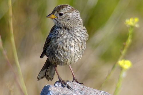 White-crowned Sparrow, photo 10 of 10