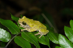 Kurixalus berylliniris