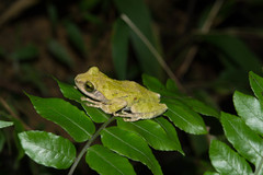 Kurixalus berylliniris