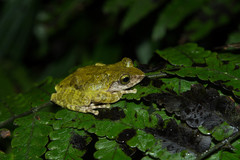 Kurixalus berylliniris