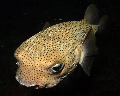 Spotted Porcupinefish