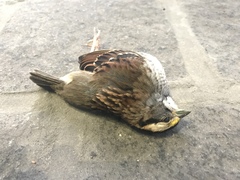 Zonotrichia albicollis