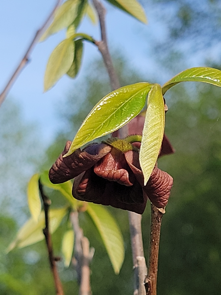 common pawpaw from Pepperell on May 14, 2023 at 07:27 AM by gustycane1 ...