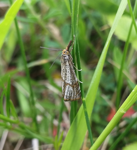 trávovec jarný (Thisanotia chrysonuchella)