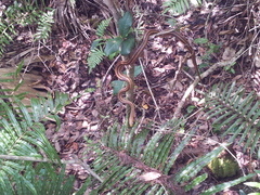 Pantherophis alleghaniensis image
