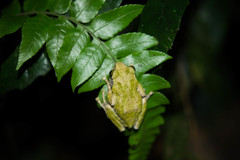 Kurixalus berylliniris