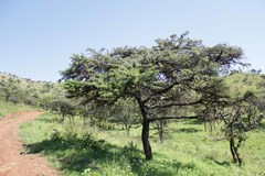Vachellia gerrardii