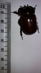 Heterogomphus bourcieri