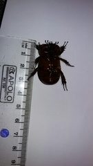 Heterogomphus bourcieri