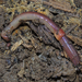 Common Earthworm - Photo (c) Rob Curtis, some rights reserved (CC BY-NC-SA), uploaded by Rob Curtis