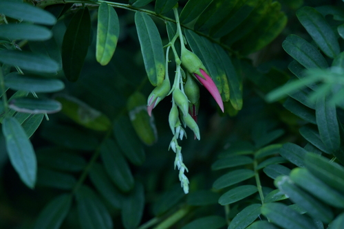 Clianthus puniceus
