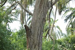Senegalia polyacantha