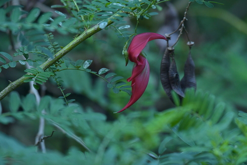 Image of Clianthus puniceus by (c) Christopher Stephens, some rights reserved (CC BY-SA)