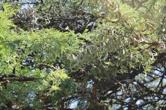 Vachellia gerrardii
