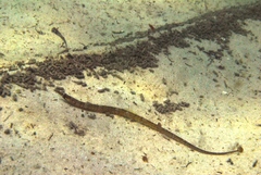 Tozeuma elongata