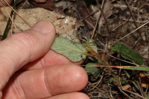 Image of Seringia corollata by (c) Greg Tasney, some rights reserved (CC BY-SA)