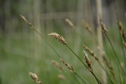 Image of Carex appropinquata by no rights reserved