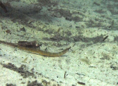 Tozeuma elongata