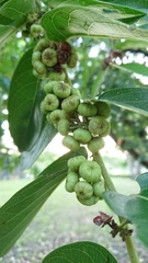 Glochidion lanceolatum