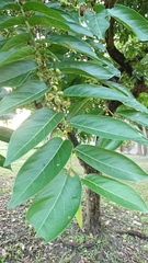 Glochidion lanceolatum