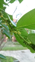 Glochidion lanceolatum