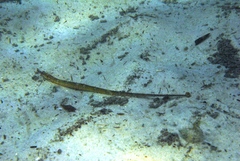 Tozeuma elongata