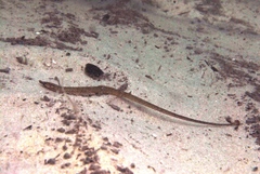 Tozeuma elongata