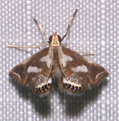 Chrysendeton imitabilis