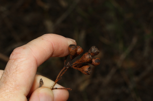 Image of Eucalyptus dura by (c) Greg Tasney, some rights reserved (CC BY-SA)