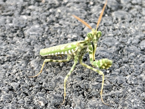 Thistle Mantis