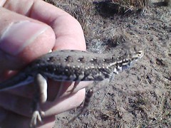 Holbrookia propinqua