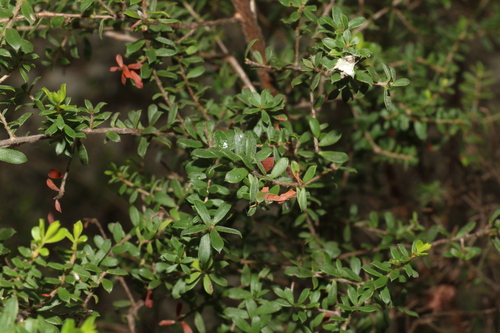 Kunzea flavescens, photograph 5