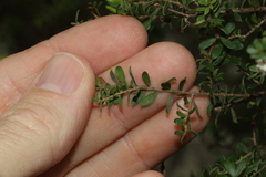 Kunzea flavescens, photograph (c) Greg Tasney, some rights reserved (CC BY-SA)