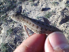Holbrookia propinqua