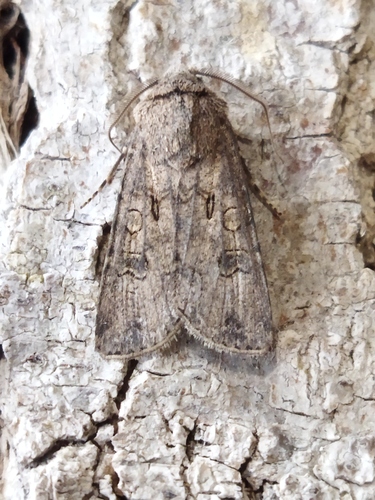 Turnip Moth photo 2