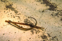 Pugnaso curtirostris