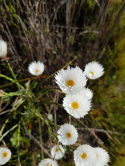 Edmondia