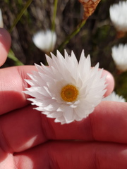 Edmondia