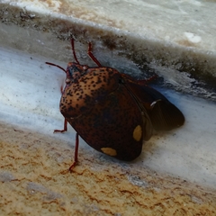 Solenosthedium bilunatum