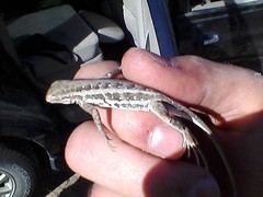 Holbrookia propinqua