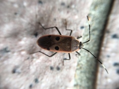 Physopelta quadriguttata