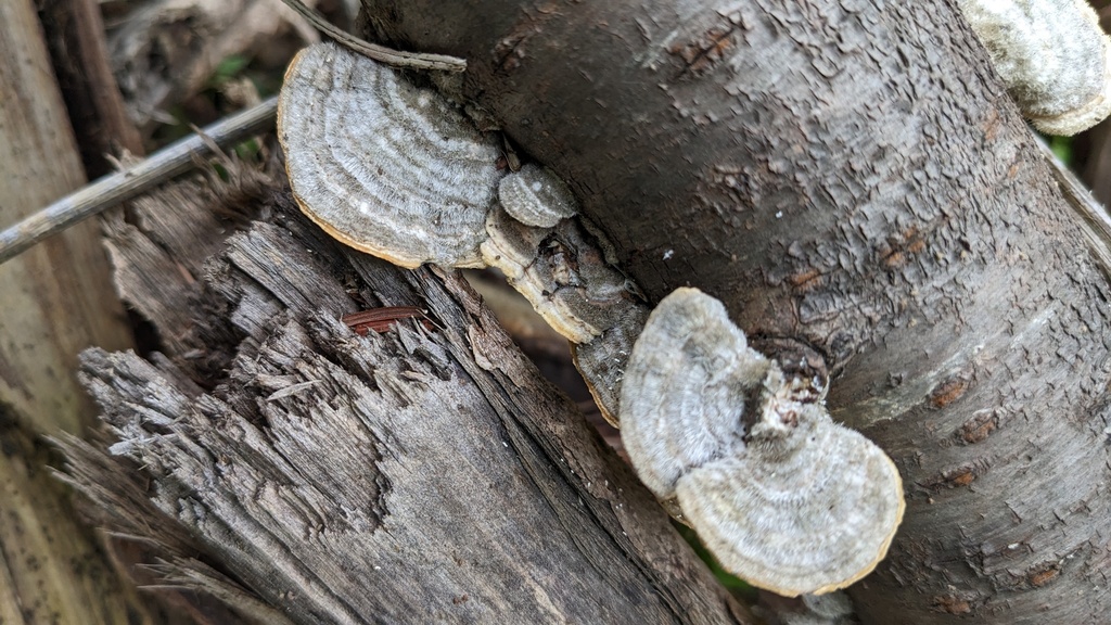 Trametes hirsuta · May 2023 · photo: © atsushi_nakajima_cirque (iNaturalist, cc-by)