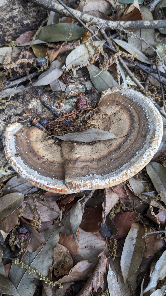 Trametes orientalis · May 2023 · photo: © atsushi_nakajima_cirque (iNaturalist, cc-by)