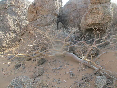 Commiphora saxicola