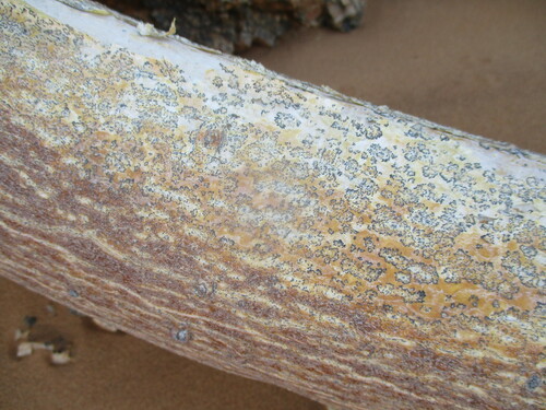 Image of Commiphora saxicola by no rights reserved