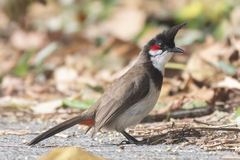 Red-Whiskered Bulbul photo 3
