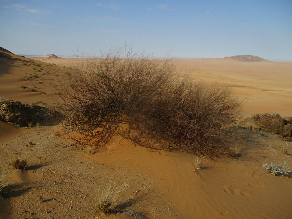 Commiphora giessii, Kunene Region, Namibia